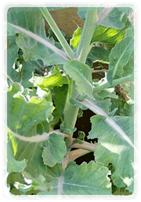 Ewiger Kohl