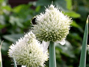 Lauchzwiebel Blüte
