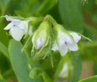 Linsenblüte
