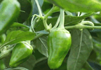 Pimientos