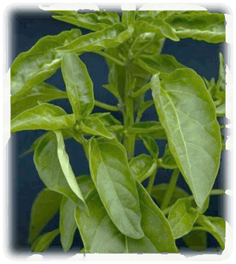 Pimientos di Padron Staude