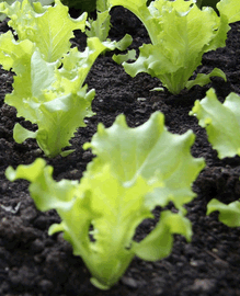 Pflücksalat