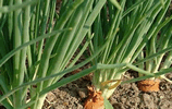 Schalotten