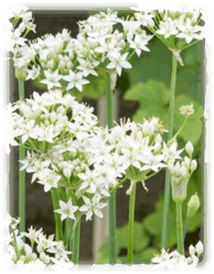Schnittknoblauch Blüte