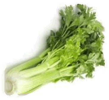Stangensellerie