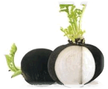 Schwarzer Rettich