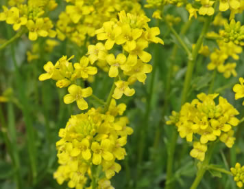 Barbarakraut Blüten