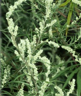 Beifuß Blüten
