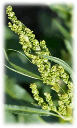 Blutampfer-Blüten
