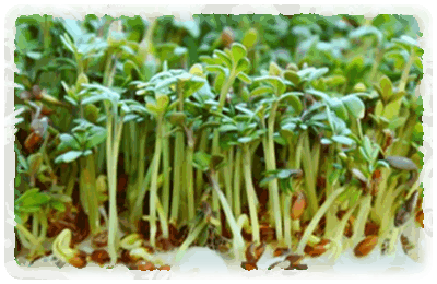 Gartenkresse