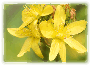 Johanniskraut Blüte