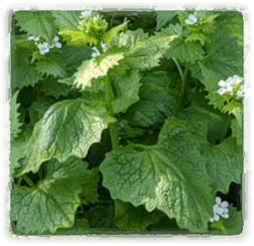 Knoblauchsrauke