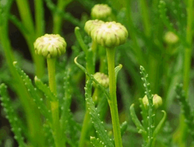 Olivenkraut Blüte