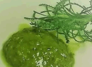 Olivenkraut Pesto