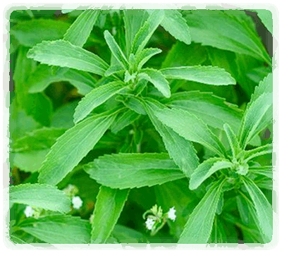 Stevia