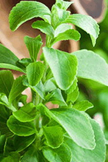 Stevia