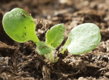 Stevia Sämling