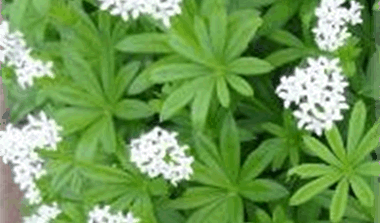 Waldmeister
