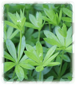 Waldmeister