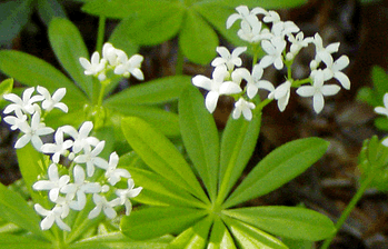 Waldmeister