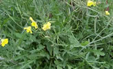 Wilde Rauke