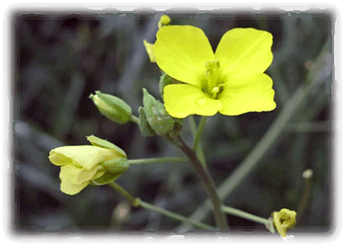 Wilde Rauke Blüte