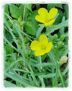 Wilde Rauke