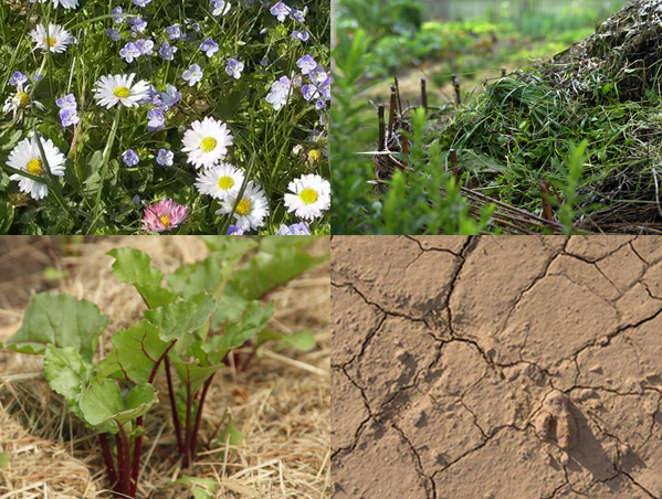 Garten-klimafit