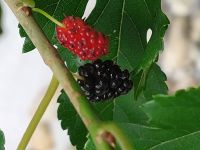 Maulbeeren